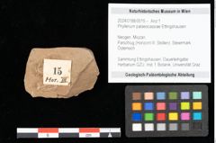 Foto (Objekt + Etikett) von Phyllerium palaeocassiae Ettingshausen (NHMW-GEO-2024-0188-0015)